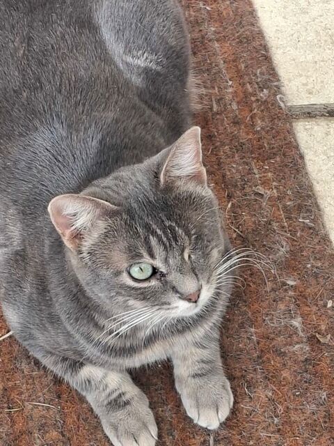 LALIE FEMELLE TIGREE GRIS 1 AN 1/2 195 92260 Fontenay-aux-roses