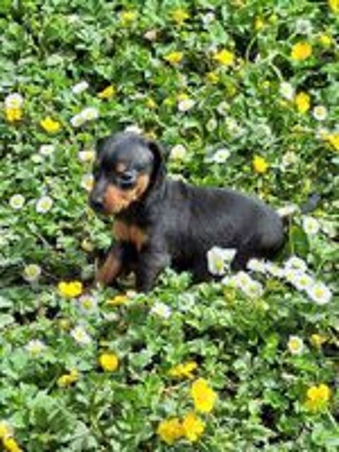   chiots pinscher nain inscrits au lof 