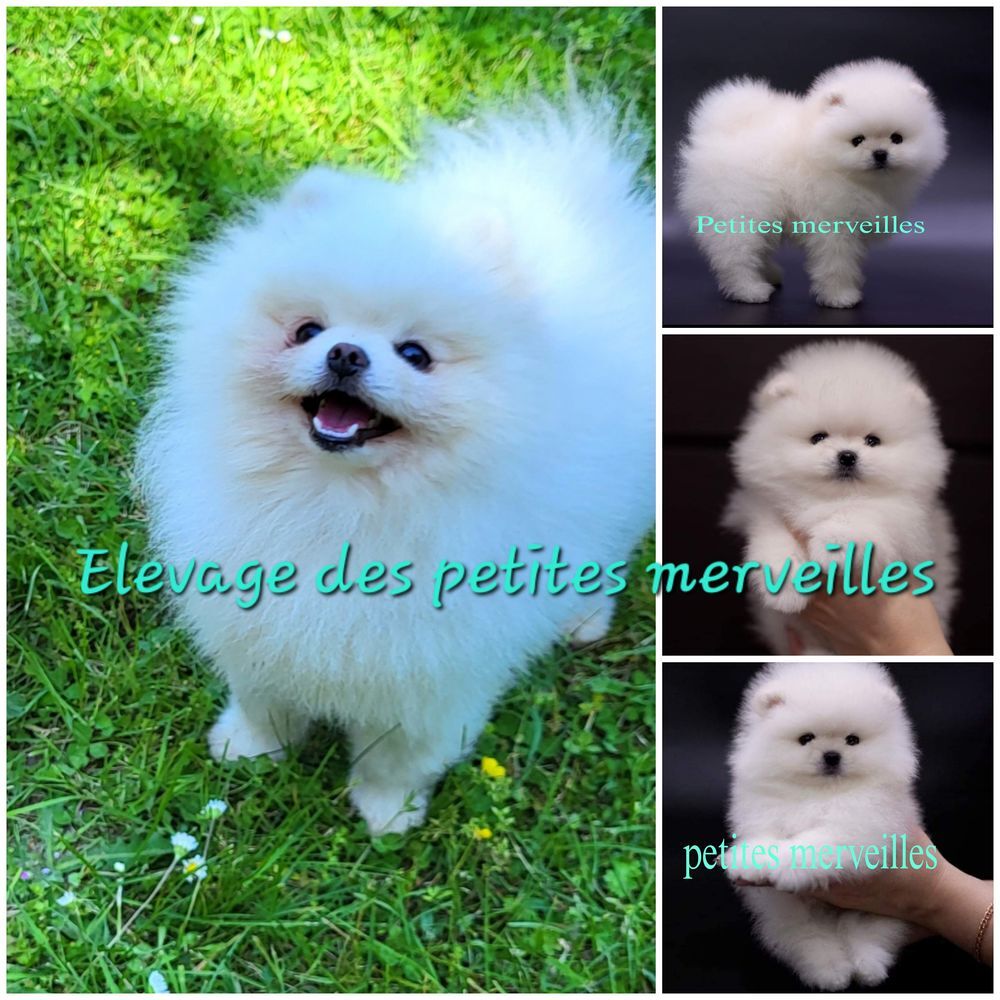   Magnifique spitz nain pomeranien LOF disponible pour saillie 