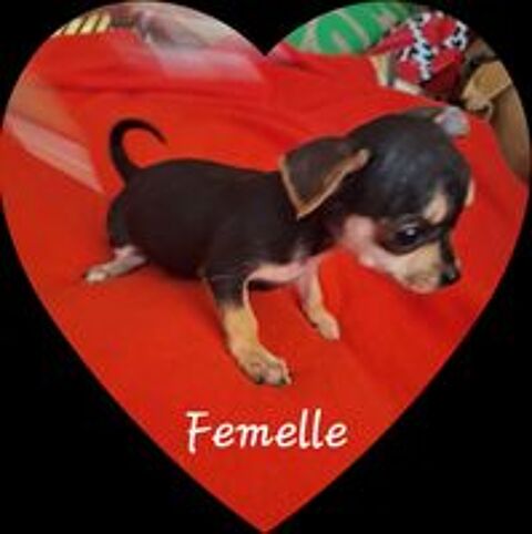   Beaux Chihuahuas  placer 
