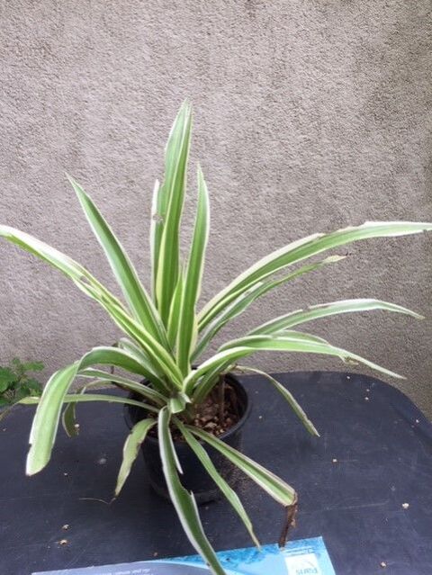 PLANTE DEPOLUANTE
Maisons-Alfort (94)