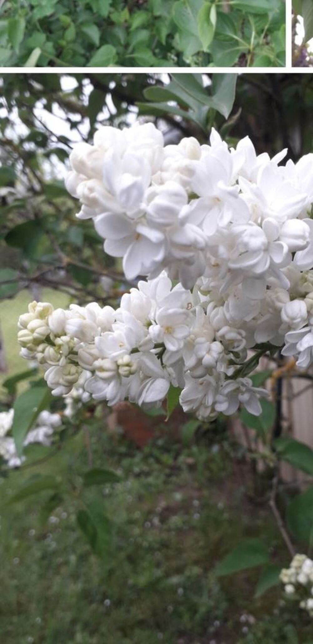 Pieds de lilas Jardin