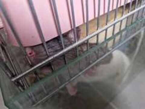   Rattes  l adoption 