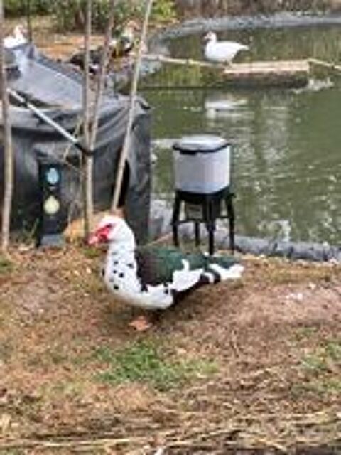   Canard de barbarie mâle 
