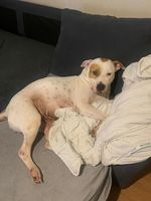   NIBBY, 4 ans  cherche  un  bon foyer.  