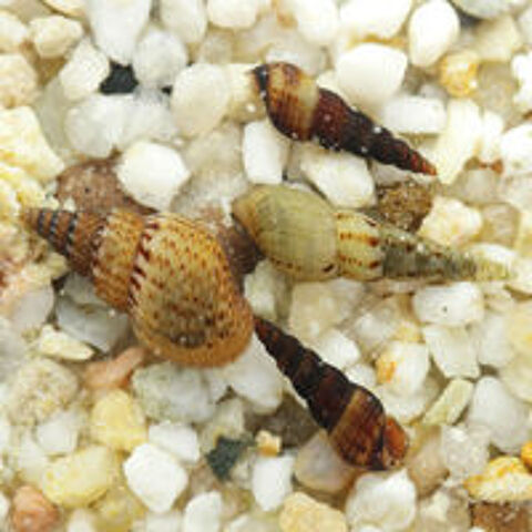   Escargot mélanoïde  
