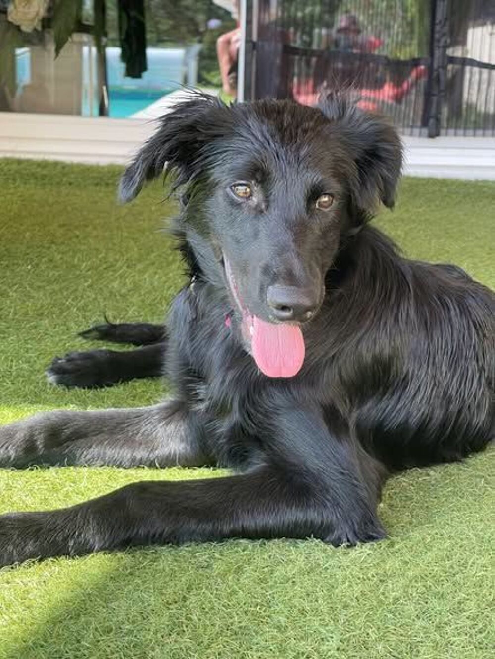   Chien BENTLEY à l adoption 
