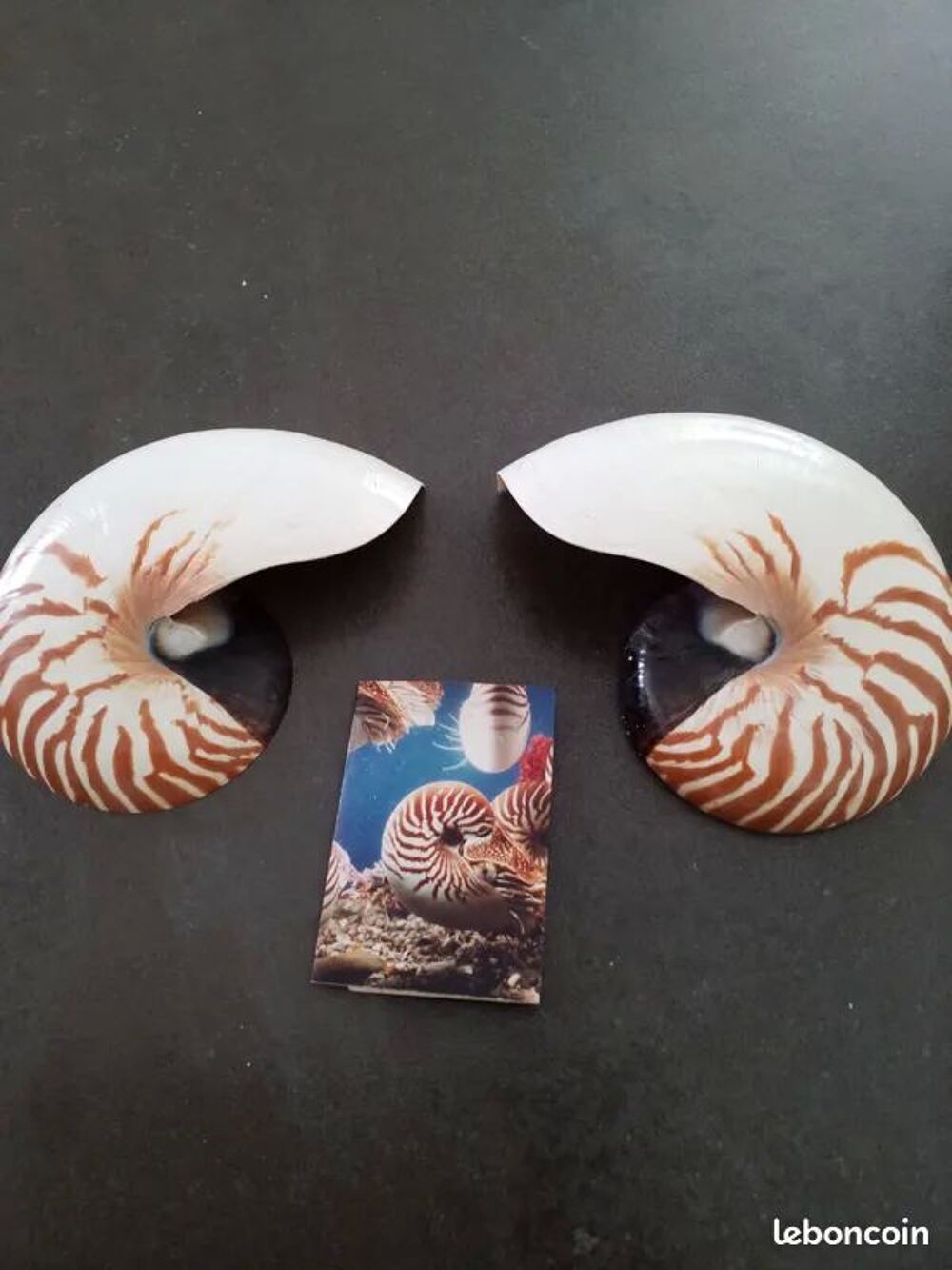 COLLIER DE COQUILLAGE // 