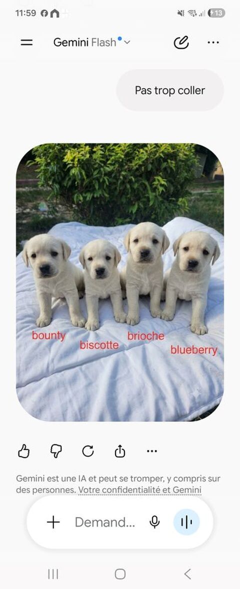 A r&eacute;server chiot labrador sable 1300 36210 Poulaines