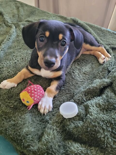 KATE LA CALINE 300 80130 Allenay