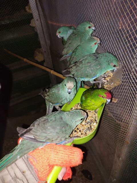 Kakariki 50 47360 Prayssas