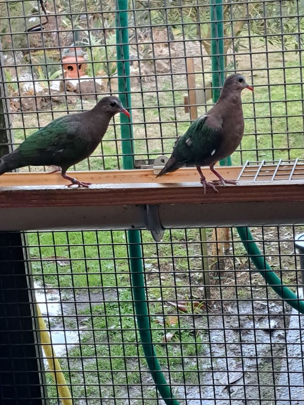   Oiseaux de cage et de voliere 