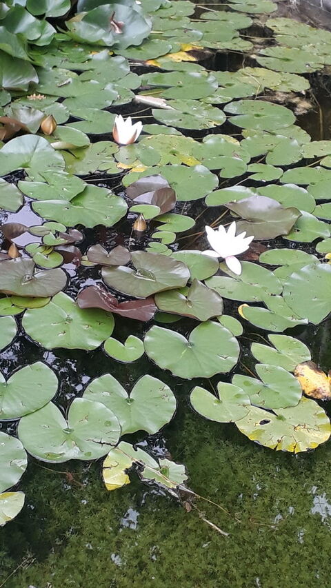 Nnuphar 6 Castelsagrat (82)