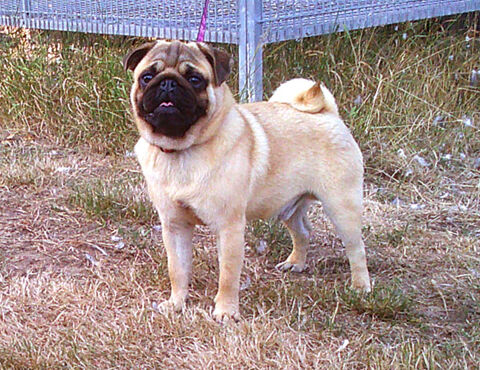 Chiot de race carlin 1200 69290 Grzieu-la-varenne