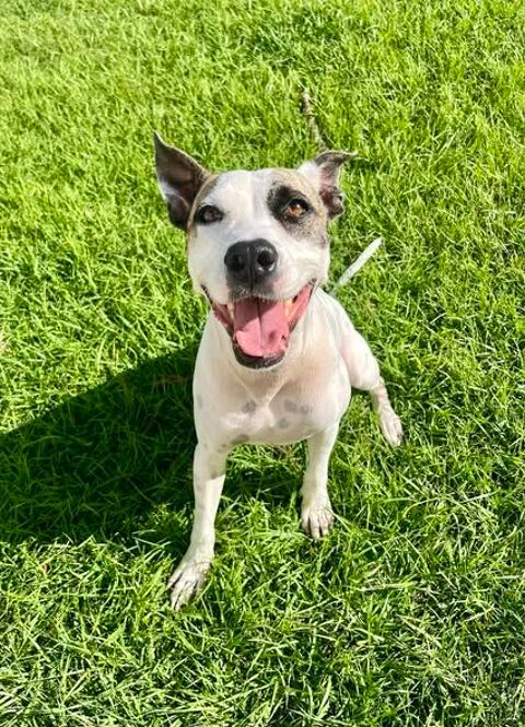 Hanae, femelle crois&eacute;e berger n&eacute;e le 03/11/2023 🐶 380 56000 Vannes