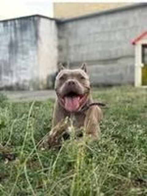   Chien ELECTRA à l adoption 