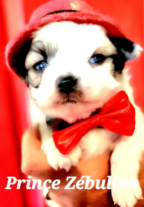 CHIHUAHUAS MINIATURES poils longs ou courts. 1200 33590 Saint-vivien-de-mdoc