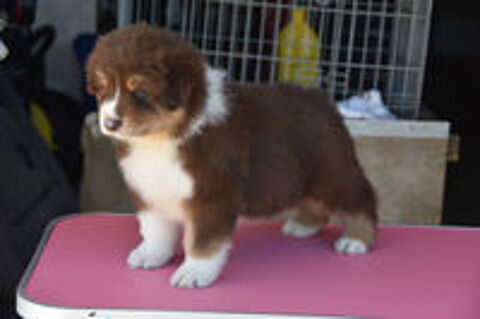   Chiot berger australien 