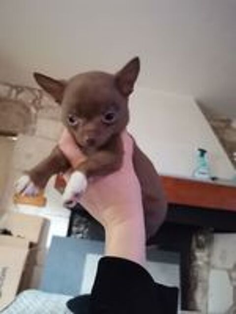   Chiot chihuahua chocolat  
