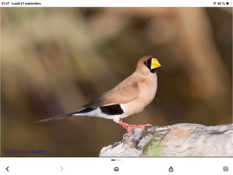 recherche oiseaux 0 81600 Gaillac