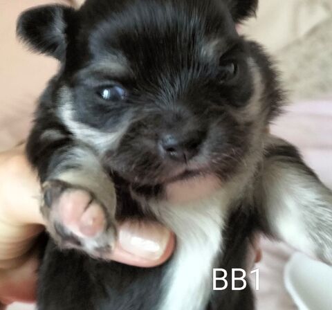  deux chiots chihuahua femelle Poil Long 900 56800 Plo�rmel