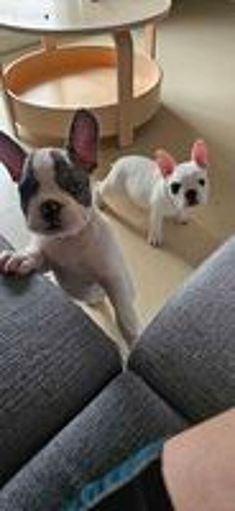   2 femelles �   �g�es de 2 mois. Puc�e, vaccin�e. 