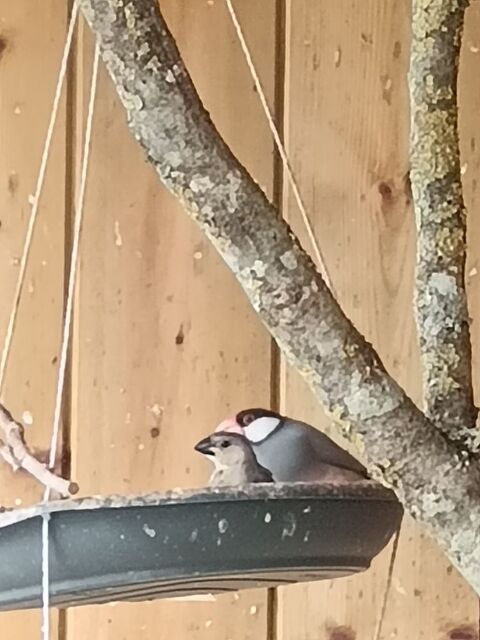 jeunes paddas 5 37190 Rivarennes