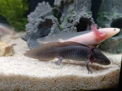 Poisson d'eau froide axolotls 20 68700 Aspach-le-haut