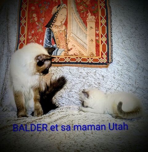 Balder le chaton de l'amour et de la beaut&eacute; 1500 87270 Chaptelat