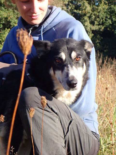 Kebab à l'adoption 300 42000 Saint-tienne