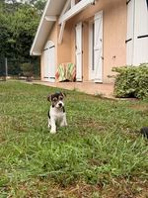   Chiot Jack Russel 