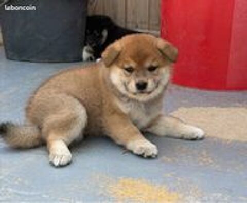   Shiba Inu LOF d'exception – Prestigieuses origines japonaises – Hautes lignées – Beauté, caractère et qualité 