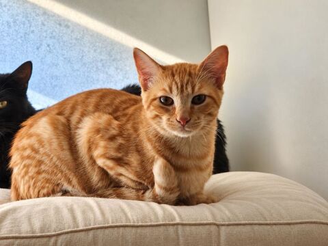 TAO CHATON ROUX 5 MOIS 225 92260 Fontenay-aux-roses