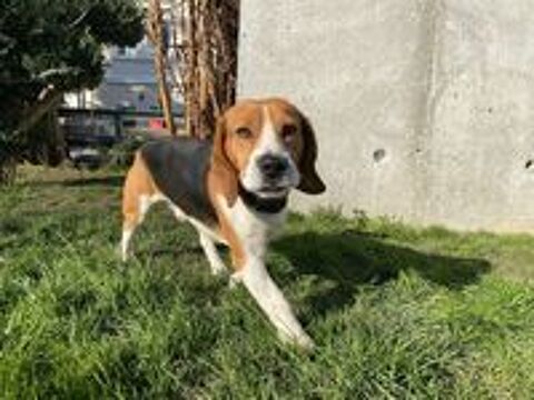   CHIOTS BEAGLES DISPONIBLE A PARTIR DU 15 MAI 2025 
