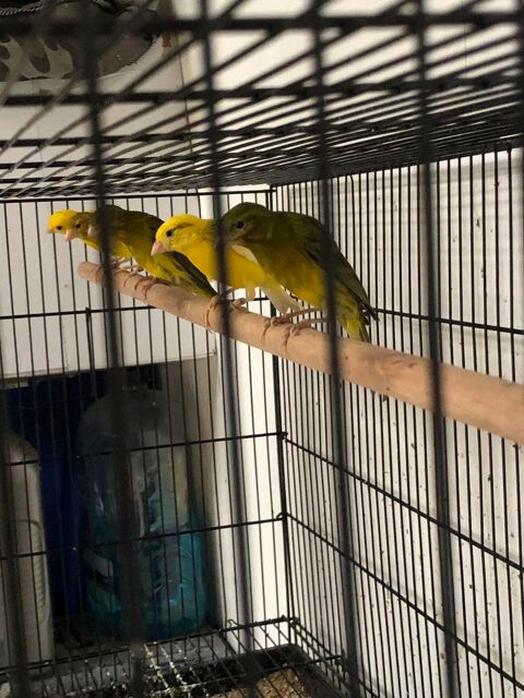 Canaris OZOS
De 2025 30 95380 Louvres