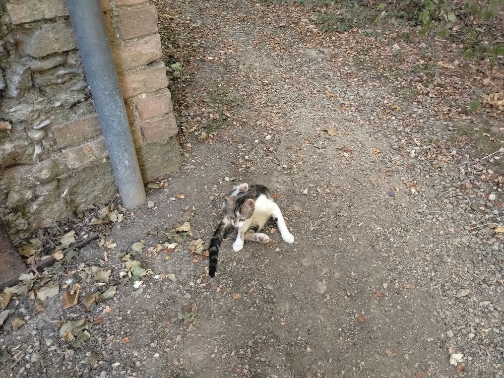   chatons à adopter 