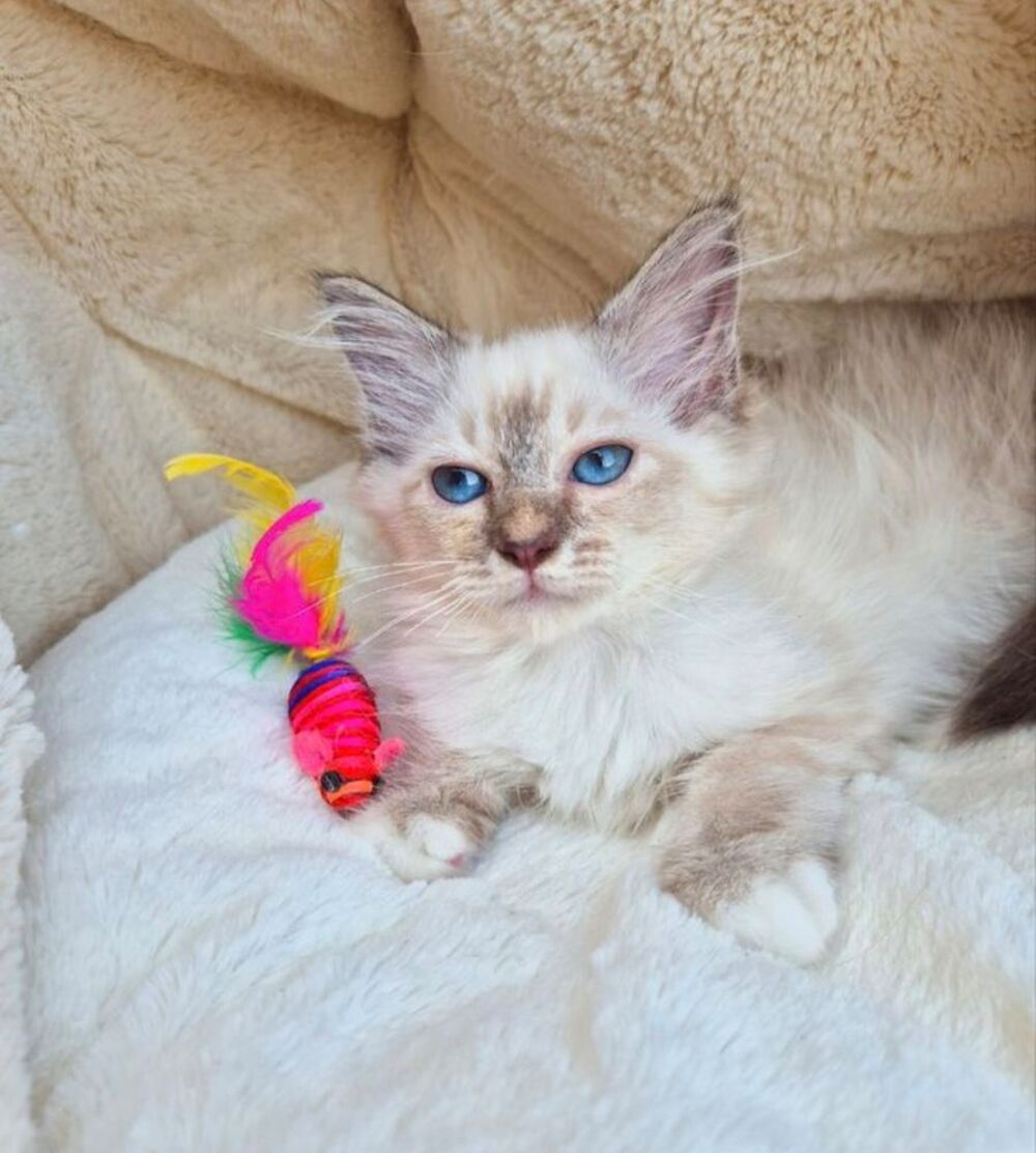   Magnifique chaton sacré de birmanie LOOF  