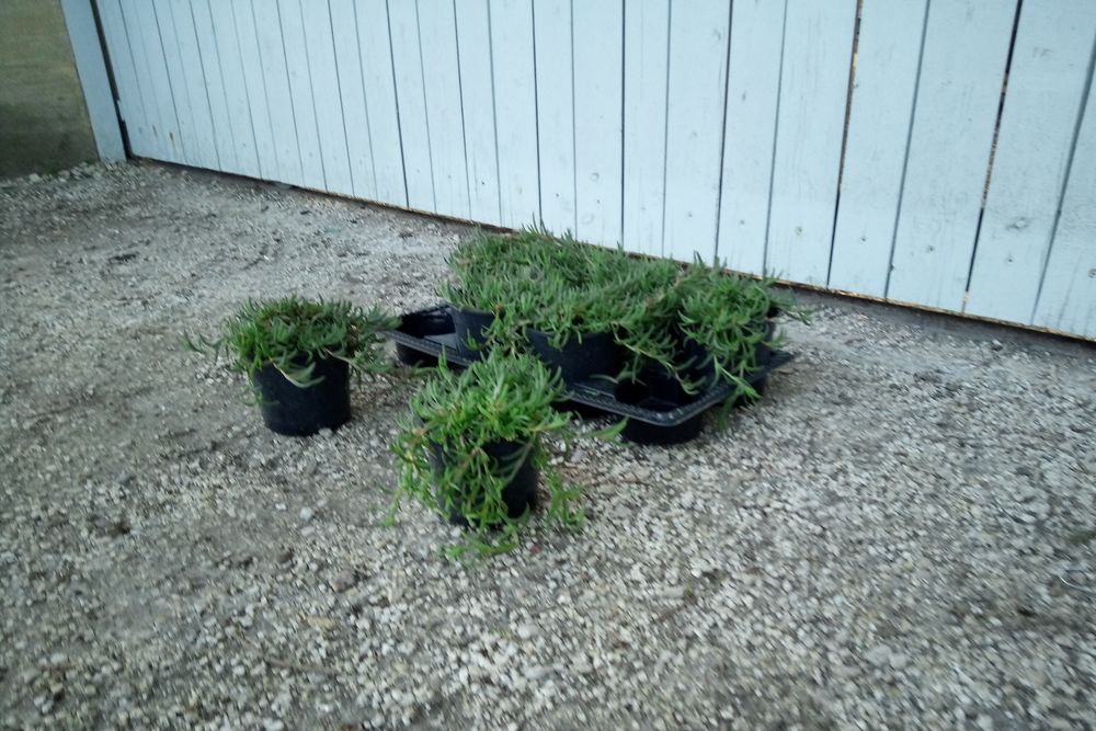 Vivace tapissante, couvre-sol 'Pourpier de Cooper' 'Fico&iuml;de' Jardin