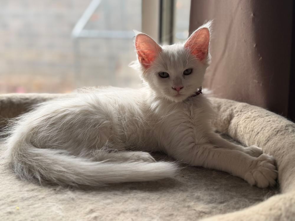   Jolie femelle Maine Coon Disponible de suite  