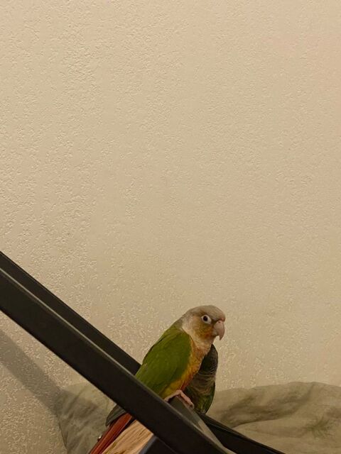 Couple conure 350 34170 Castelnau-le-lez