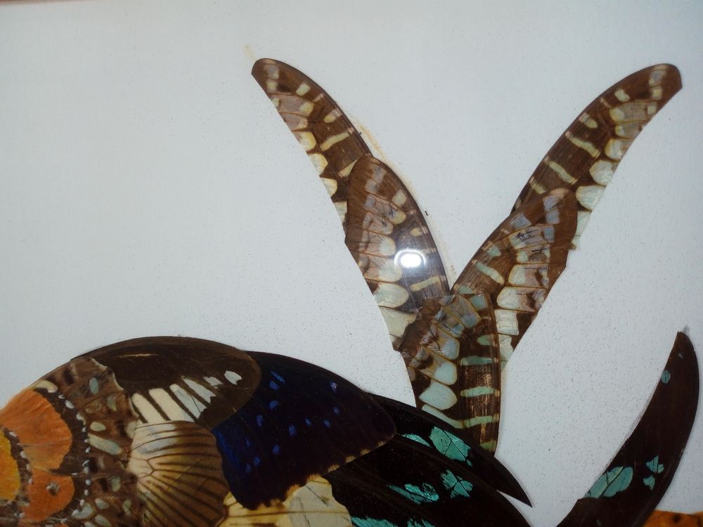  Composition perroquet, avec ailes de papillons Décoration