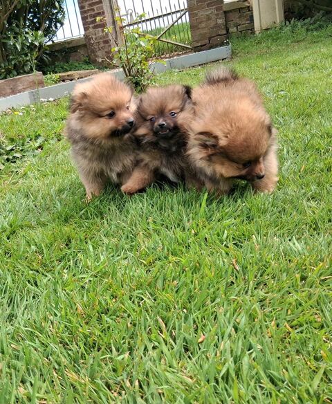 Chiot spitz 1300 76110 Grainville-ymauville