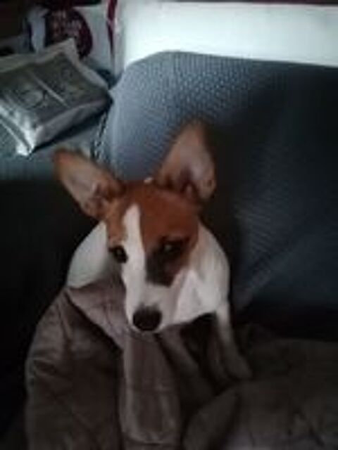   Donne chienne 