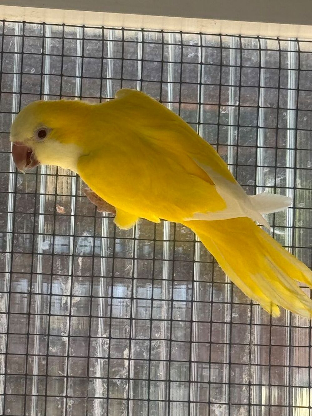   Magnifique couple Lutino Conure souris 