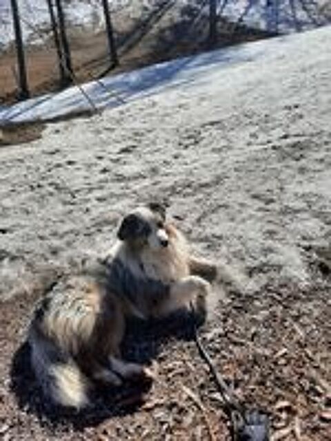   Saillie  berger australien LOF 