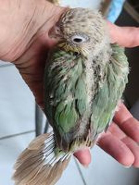   Jeune mle conure de molinae turquoise opaline cinnamon  