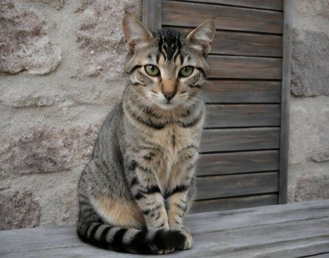 RIRI  chaton 4 mois cherche famille 140 11000 Carcassonne