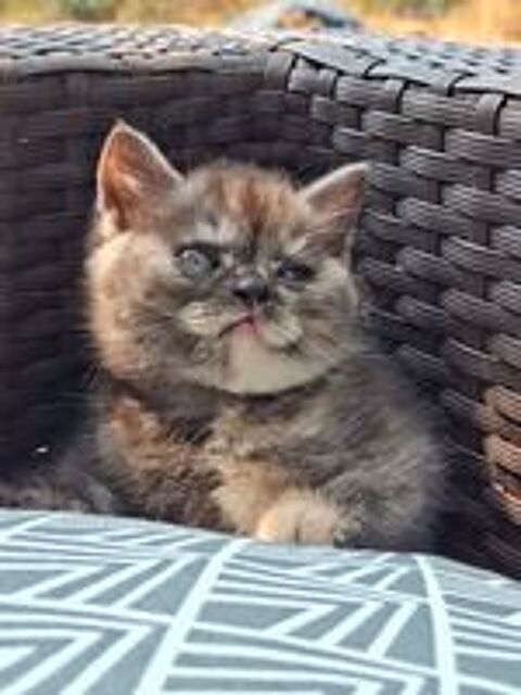  Magnifiques chatons British shorthair NON Loof 