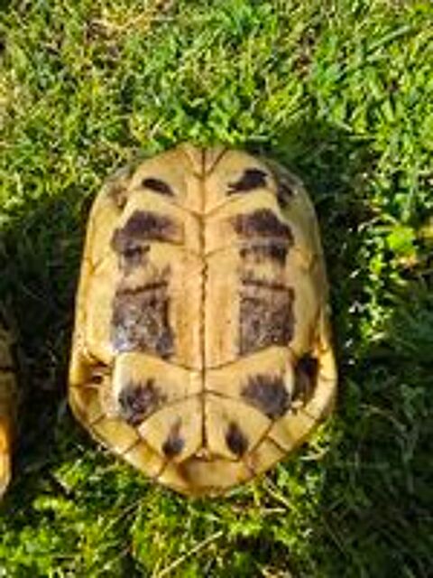   Tortue femelle adulte Herm.Bottg yellow 