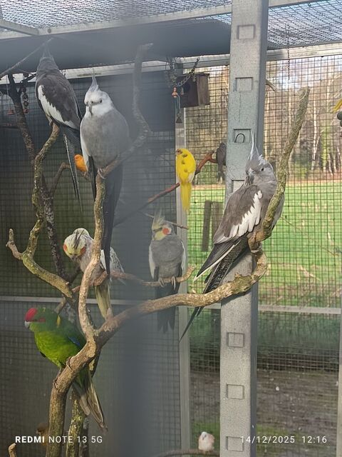 Calopsitte  10 35340 Liffr